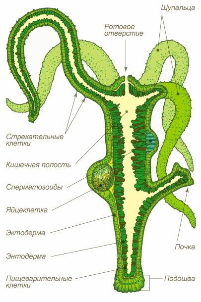 Kraken сайт зеркала